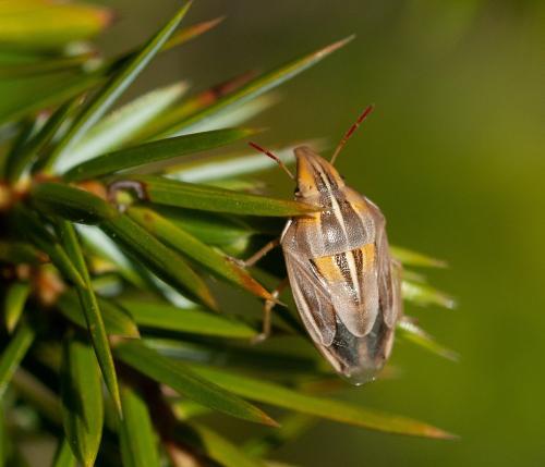 Réf. 322 024 : Aelia rostrata rostrata