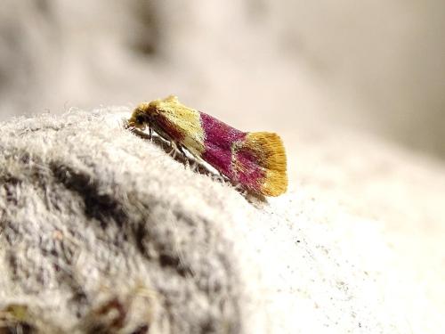 Diceratura ostrinana