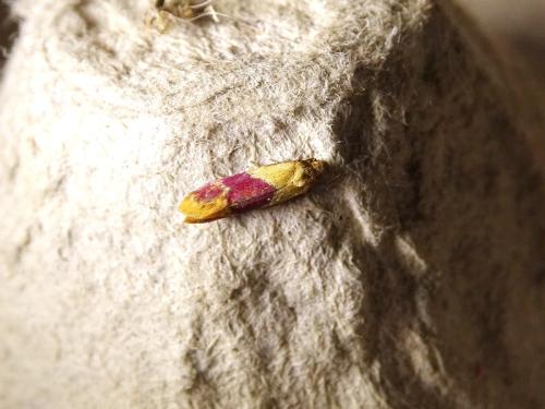 Diceratura ostrinana