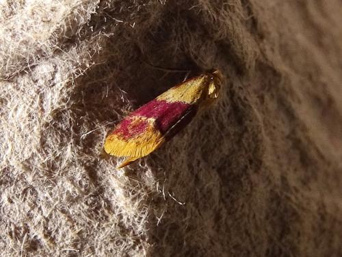 Diceratura ostrinana