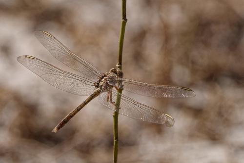 Réf. 322 283 : Orthetrum trinacria