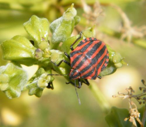 Réf. 322 734 : Graphosoma italicum