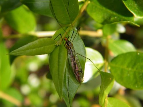 Nephrotoma sp.