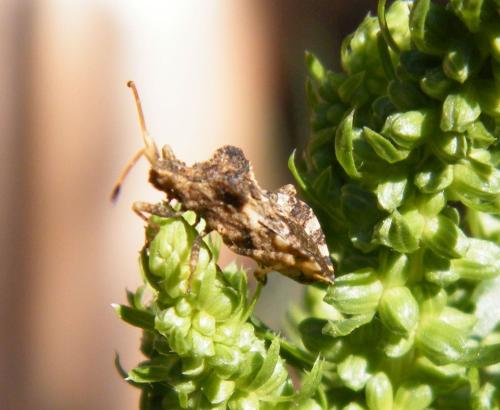 Réf. 322 808 : Centrocoris variegatus