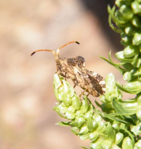 Réf. 322 655 : Centrocoris variegatus
