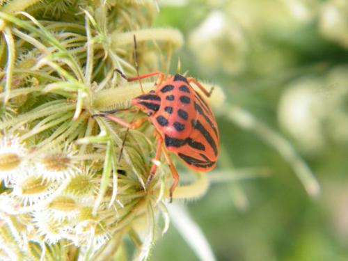 Réf. 322 446 : Graphosoma semipunctatum