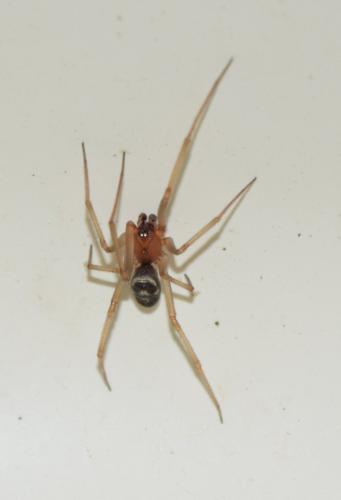 Steatoda grossa