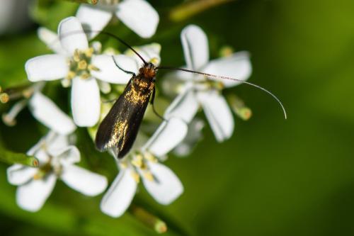 Réf. 322 977 : Cauchas rufimitrella