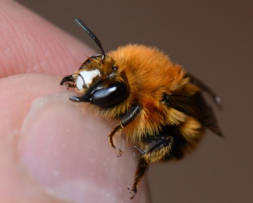 Réf. 322 898 : Anthophora nigrovittata