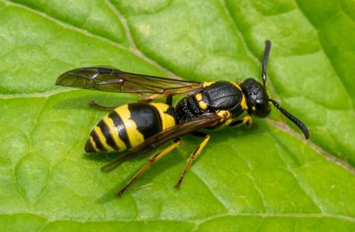 Réf. 322 723 : Symmorphus gracilis