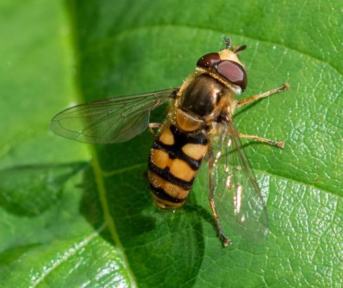 Réf. 322 597 : Eupeodes corollae