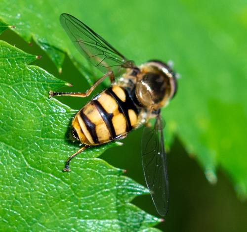 Eupeodes corollae