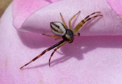Misumena vatia
