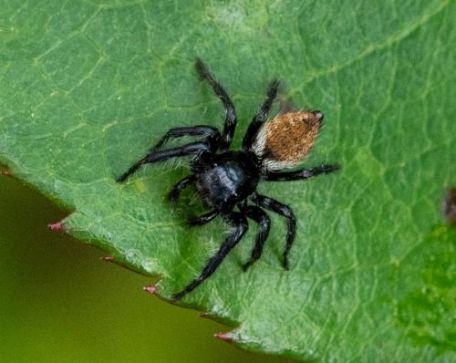 Réf. 322 787 : Carrhotus xanthogramma