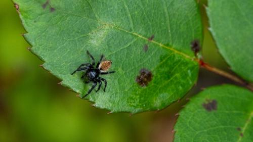 Carrhotus xanthogramma