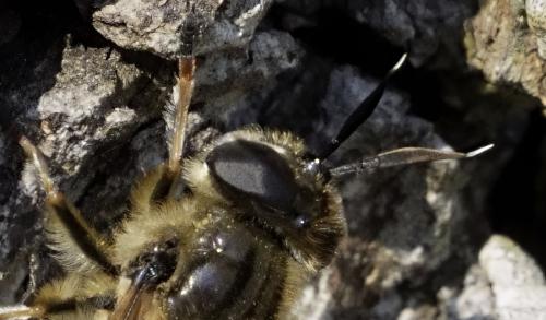 Callicera fagesii