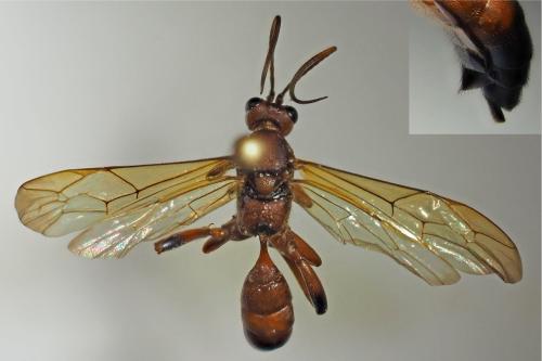 Réf. 322 458 : Lymantrichneumon disparis