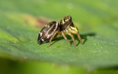 Heliophanus tribulosus