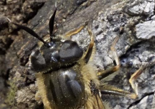 Callicera fagesii