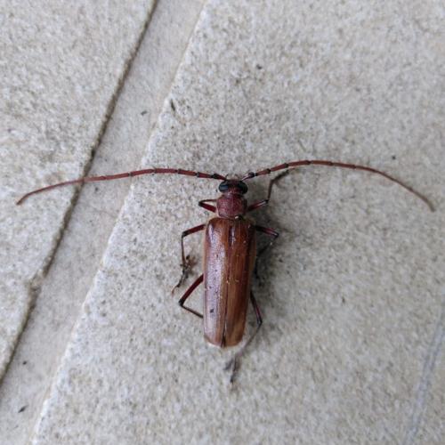 Réf. 322 012 : Ochrocydus huttoni