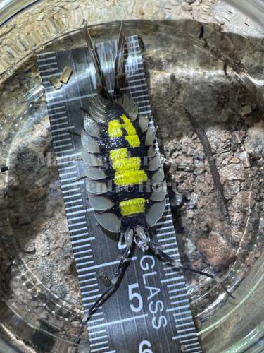 Réf. 322 080 : Porcellio expansus