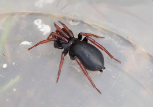 Réf. 322 979 : Trachyzelotes pedestris