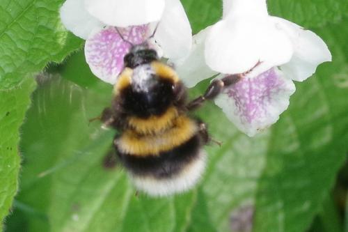 Réf. 322 751 : Bombus hortorum