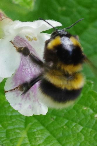 Réf. 322 752 : Bombus hortorum
