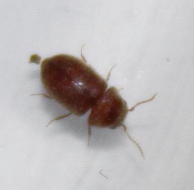 Lasioderma serricorne