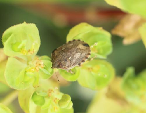Eurygaster testudinaria
