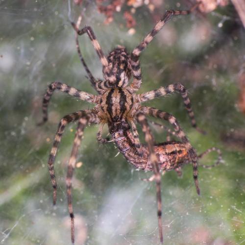 Tegenaria hasperi