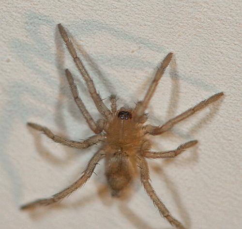 Drassodes sp.