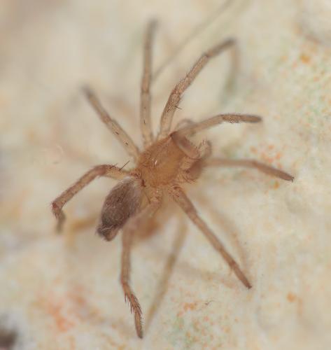 Réf. 322 880 : Drassodes sp.