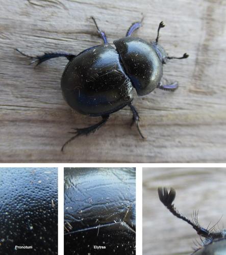 Réf. 322 045 : Trypocopris vernalis