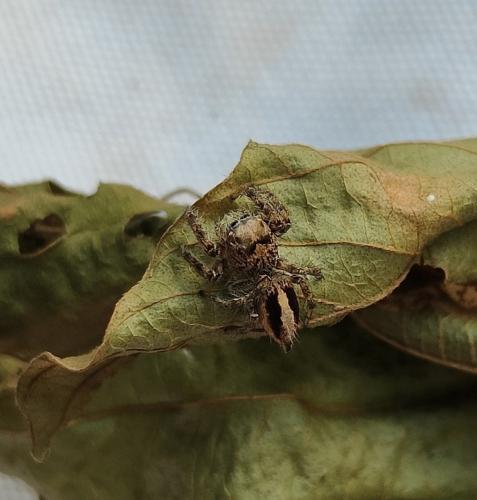 Réf. 322 877 : Hyllus acutus