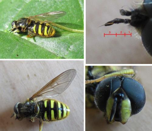 Chrysotoxum cautum
