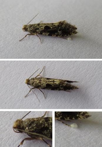 Réf. 322 913 : Nemapogon sp.