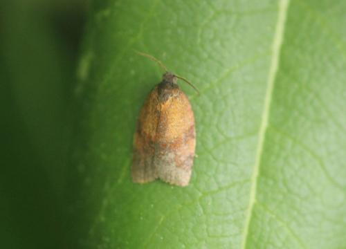 Cacoecimorpha pronubana