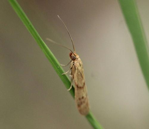 Réf. 322 899 : Homoeosoma sinuella