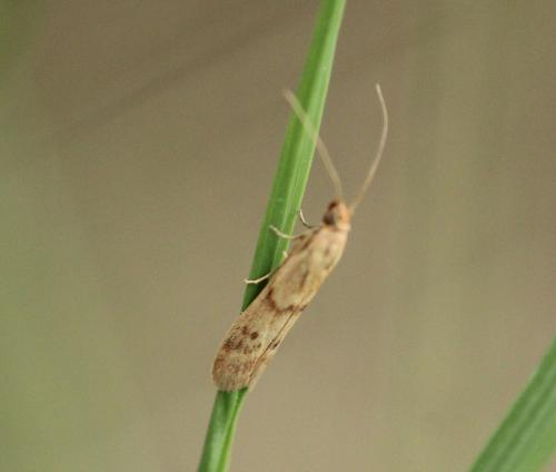 Homoeosoma sinuella
