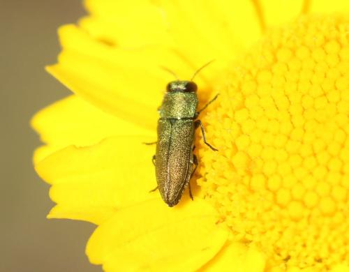 Anthaxia sp.