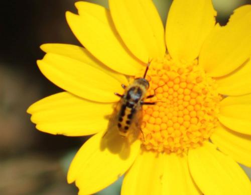 Réf. 322 785 : Toxophora fasciculata