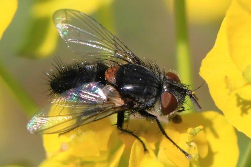 Aplomya confinis