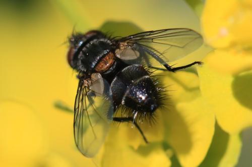 Aplomya confinis