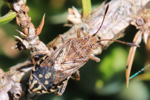 Stictopleurus sp.