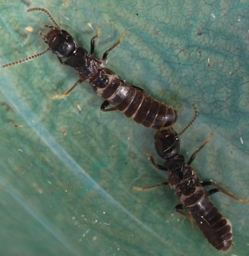 Reticulitermes sp.