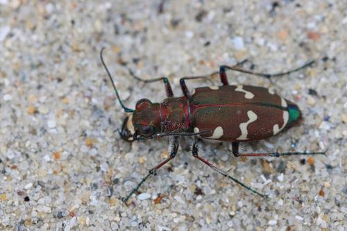 Réf. 322 776 : Cicindela hybrida