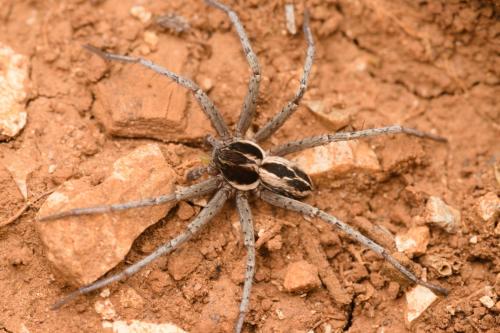 Réf. 322 767 : Thanatus sp.