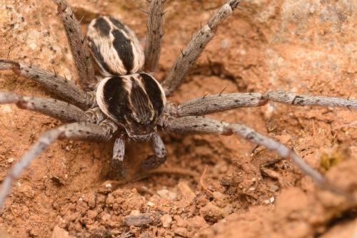 Réf. 322 766 : Thanatus sp.