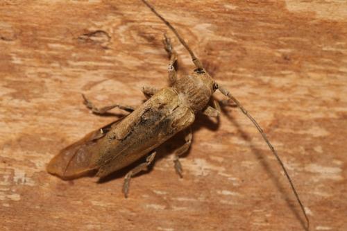 Niphona furcata
